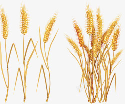 一片黄手绘粮食小麦地高清图片
