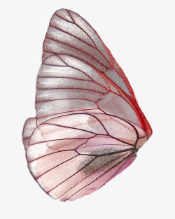 玫红色蝴蝶翅膀装饰图案素材