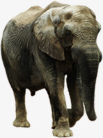 大象动物绿色地球素材