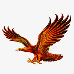 红色鹰展翅高飞的老鹰高清图片