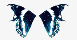 蝴蝶翅膀精美的翅膀素材