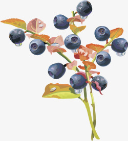 水果灯笼果蓝莓蓝莓矢量图素材