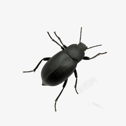 甲壳虫背景黑色甲壳虫高清图片