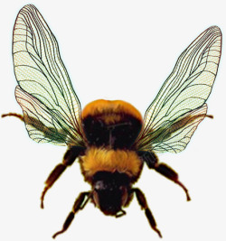 手绘翅膀的蜜蜂素材
