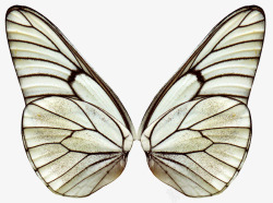 白色蝴蝶翅膀素材