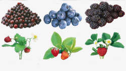 蓝莓桑葚和草莓实物图素材