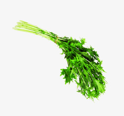 绿色新鲜蔬菜香芹芹菜素材