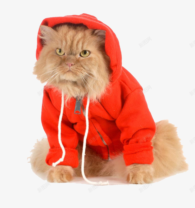 红色衣服的宠物猫png免抠素材_88icon https://88icon.com 动物 宠物猫 小猫 猫