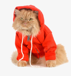 红色衣服的宠物猫素材