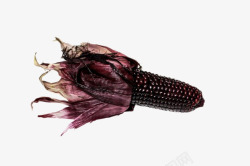 实物带叶子的黑紫色粘玉米素材