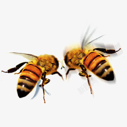 橙黄蜜蜂高清图片