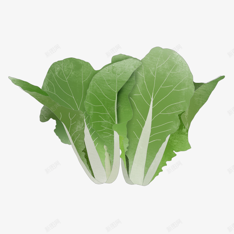 美味蔬菜大白菜元素png免抠素材_88icon https://88icon.com 大白菜 水果 美食 蔬菜
