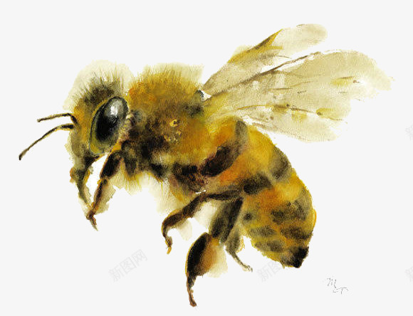 黄色蜜蜂翅膀png免抠素材_88icon https://88icon.com 昆虫 翅膀 蜂类 蜜蜂 飞翔