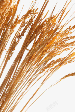 黄金水稻小麦高清图片