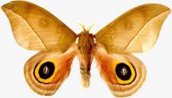 黄色飞蛾翅膀带黑色斑点的飞蛾高清图片