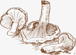 蘑菇插画手绘蔬菜图案矢量图高清图片