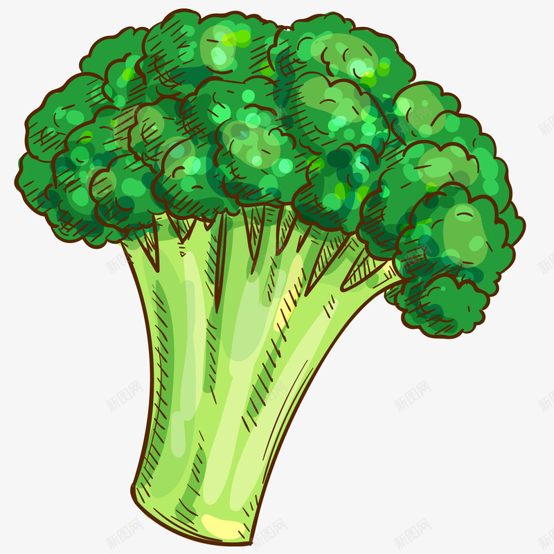 西蓝花矢量图ai免抠素材_88icon https://88icon.com 插画 有机 矢量西蓝花免抠PNG 绿色食品 蔬菜 西蓝花 矢量图
