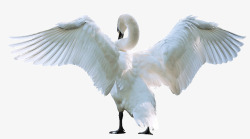 孤立的张开翅膀的天鹅高清图片