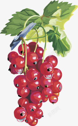 水果灯笼果蔓越莓素材