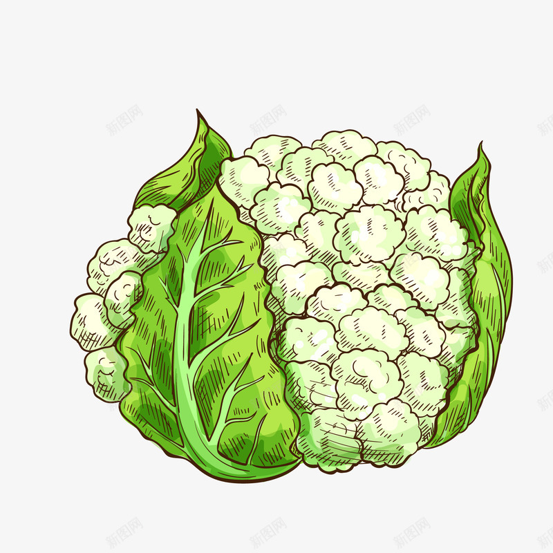 卡通手绘花菜png免抠素材_88icon https://88icon.com 卡通 卡通花椰菜 手绘 植物 绿色叶子 绿色食物 花菜 蔬菜