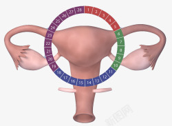 女性输卵管女性生理周期高清图片