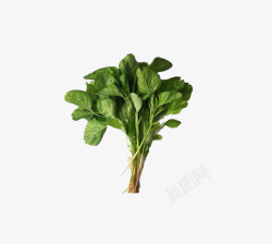 豆苗白苋菜绿色蔬菜家常菜高清图片