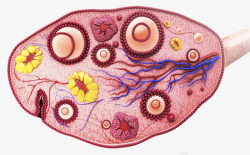女性生殖器官女性生殖器官细胞插图图标高清图片