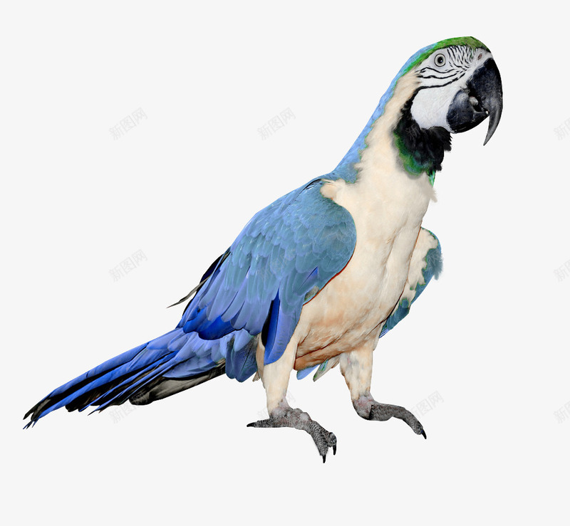 蓝色翅膀鹦鹉动物鸟png免抠素材_88icon https://88icon.com 动物 翅膀 蓝色 青色鹦鹉 鹦鹉