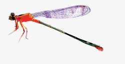 昆虫蜻蜓蜻蜓片高清图片