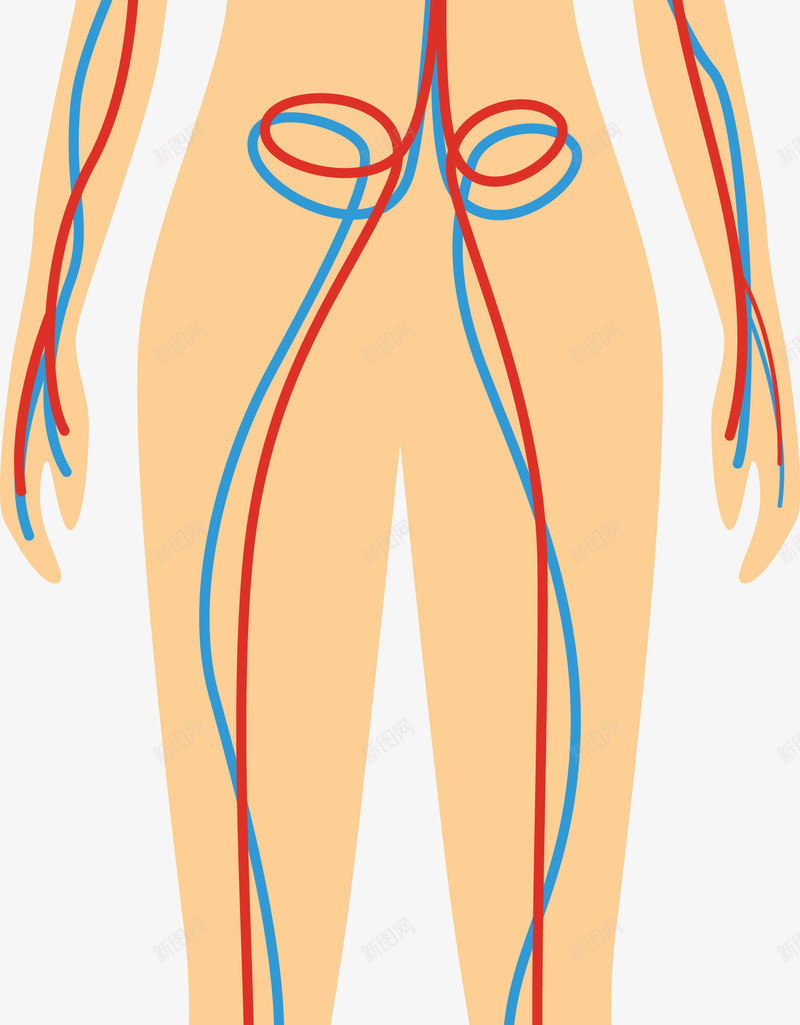 女性躯体器官图png免抠素材_88icon https://88icon.com 人体 人体器官 卡通肢体 器官 四肢 女人躯体 女性 女性躯体 肢体 肢体图 血管 躯干