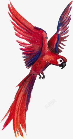 红色鹦鹉水彩动物红色鹦鹉高清图片