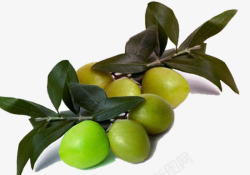 新鲜的带着枝叶的油橄榄素材