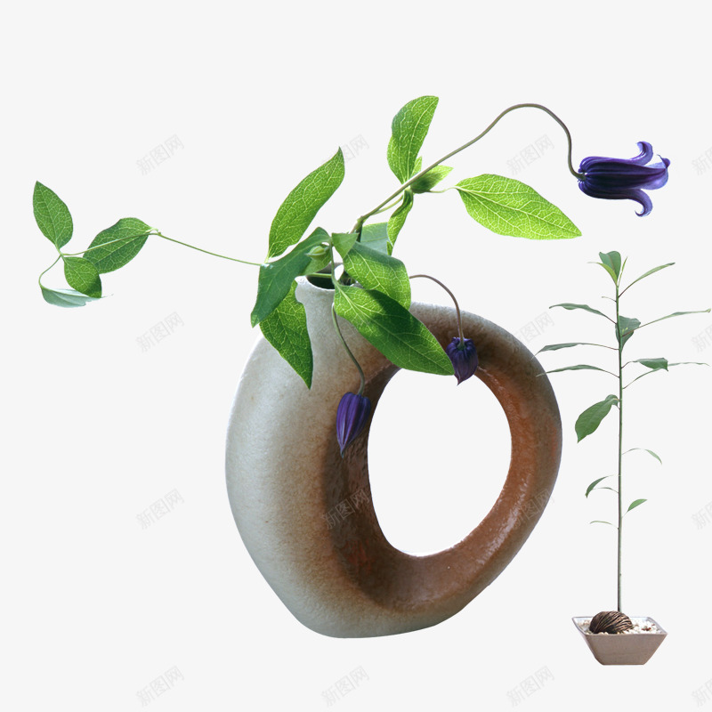 盆景png免抠素材_88icon https://88icon.com 室内植物 小花 植物 盆栽 绿色植物 花草 花草盆栽素材 藤蔓植物