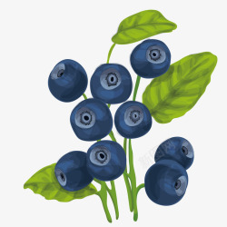 蓝莓矢量图素材