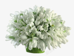白色纯洁小花植物花盆素材