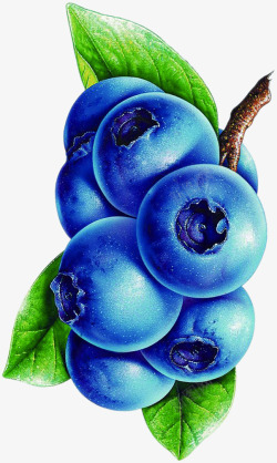 蓝莓新鲜手绘水果素材