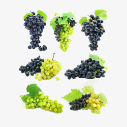 新鲜的葡萄素材