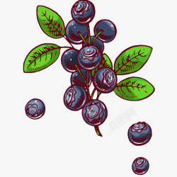 新鲜蓝莓插画矢量图素材