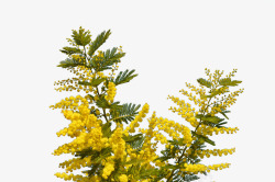 黄色含羞草植物绿色黄色装饰高清图片