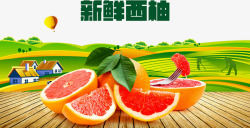 柚子庄园新鲜西柚海报高清图片