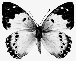 黑白色蝴蝶素材