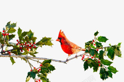 鸟类动物静止树枝橙绿素材