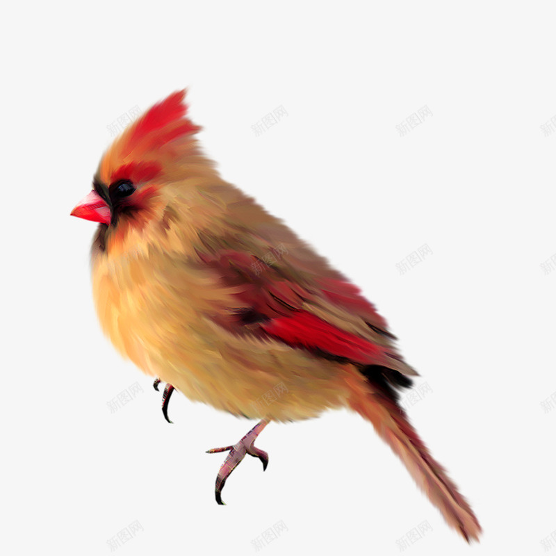手绘鸟类png免抠素材_88icon https://88icon.com 动物 卡通 彩色 手绘鸟类 翅膀 鸟图案