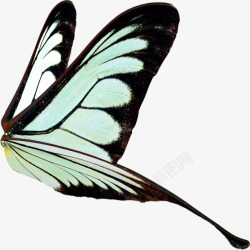 黑色白色蝴蝶翅膀素材