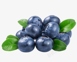蓝莓新鲜素材