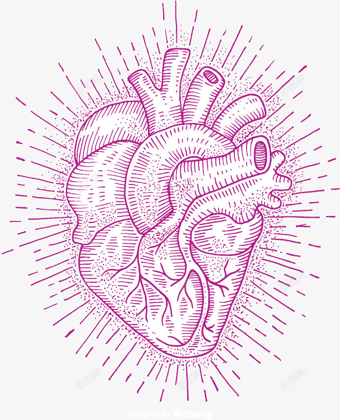紫色心脏png免抠素材_88icon https://88icon.com 光线 心脏 心脏抽象示意图 手绘 素描心脏 紫色 线条