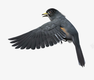 鸟煽动翅膀的鸟png免抠素材_88icon https://88icon.com 煽动 翅膀