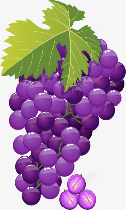 新鲜美味的紫色葡萄素材