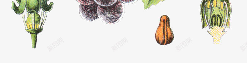 小清新卡通装饰手绘葡萄园图png免抠素材_88icon https://88icon.com 手绘创意图案 手绘葡萄园 植物 葡萄 葡萄叶 蓝色手绘葡萄