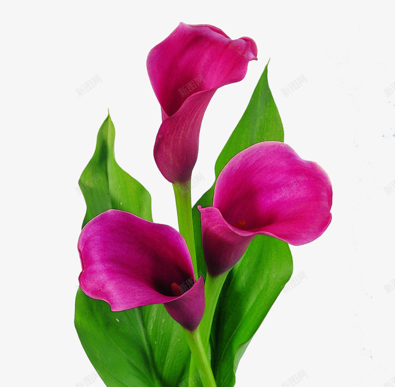 娇艳的紫红色马蹄莲png免抠素材_88icon https://88icon.com 娇美 新鲜 浓香 艳丽